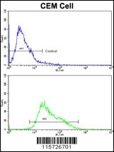 AMHR2 Antibody