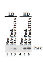 PNCK Antibody