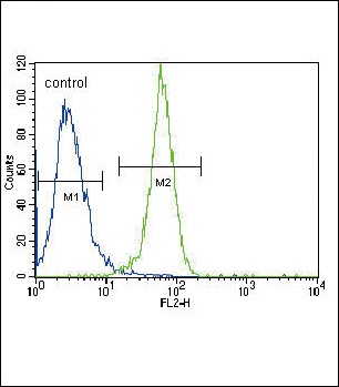 PGK1 Antibody