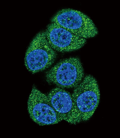 DCK Antibody