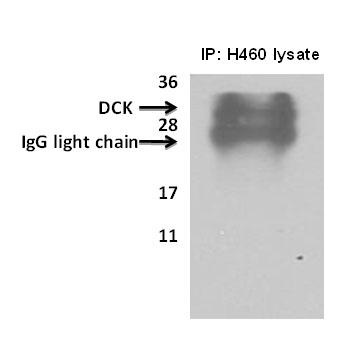 DCK Antibody