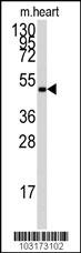 AMPK gamma Antibody