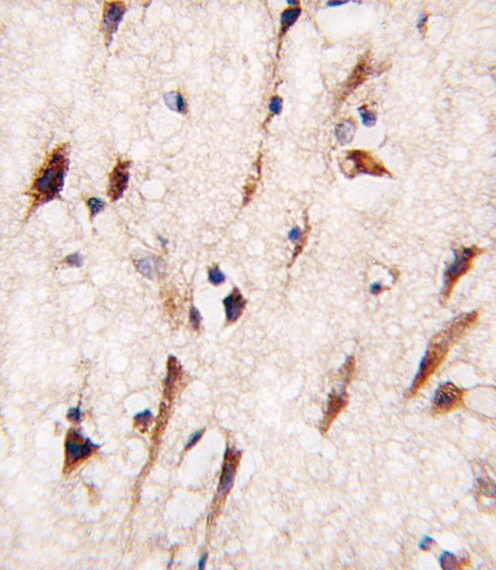 MOB4A Antibody