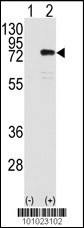 PKC eta Antibody