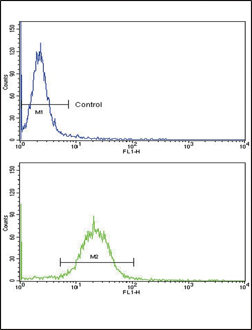 SORBS2 Antibody