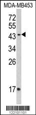 IFNGR2 Antibody