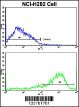 IFNGR2 Antibody