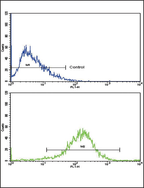 NAT2 Antibody