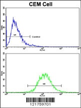 HMHA1 Antibody