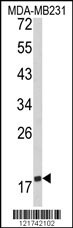 CD28 Antibody