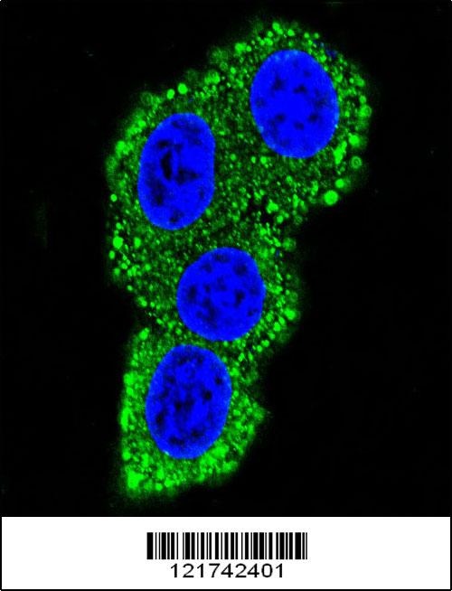CD28 Antibody
