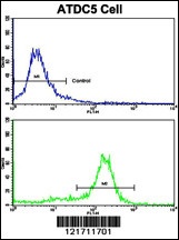 MSRB2 Antibody