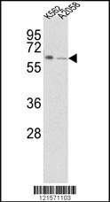 FPGS Antibody