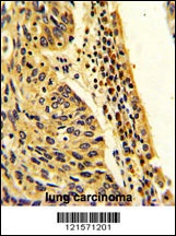 FPGS Antibody