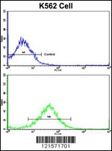 FPGS Antibody