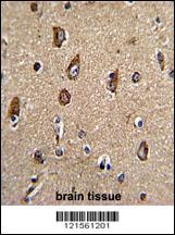 Rab5 Antibody