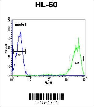 RAB5A Antibody