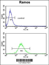 CR2 Antibody