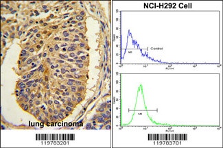 CER1 Antibody