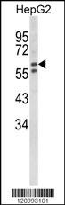 HEXA Antibody