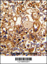 C6 Antibody