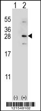 NDUFS4 Antibody