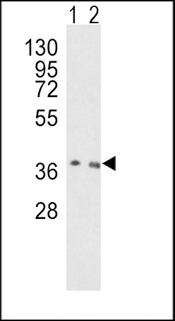 OGG1 Antibody
