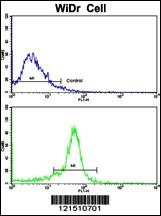 TPH1 Antibody