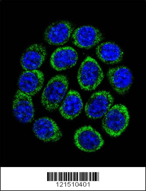 TPH1 Antibody