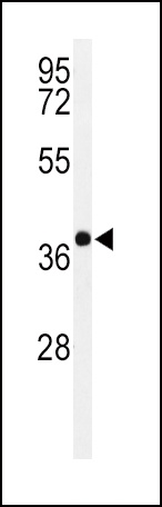 PAX6 Antibody