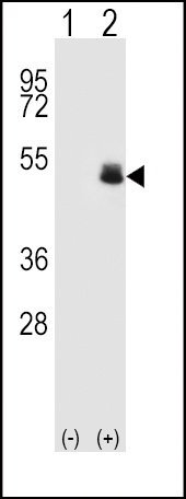 PAX6 Antibody