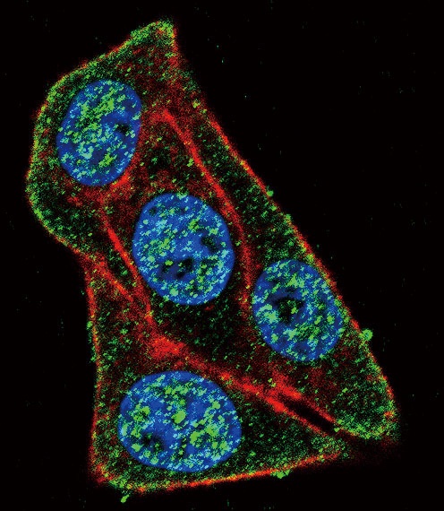 PAX6 Antibody