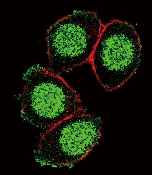 PAX6 Antibody