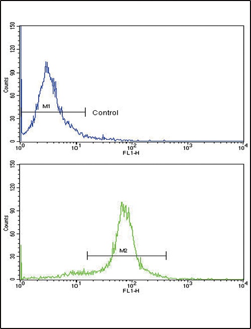 PAX6 Antibody