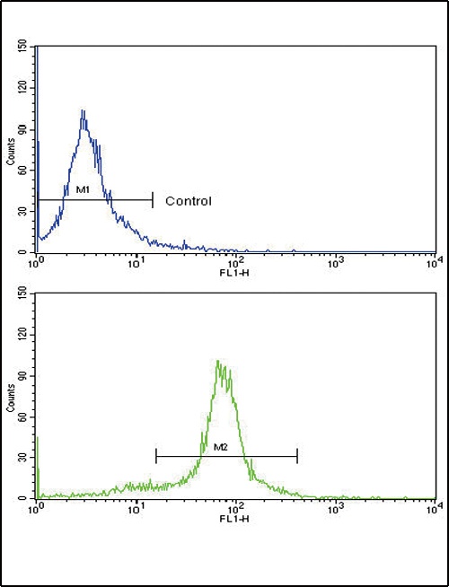 PAX6 Antibody