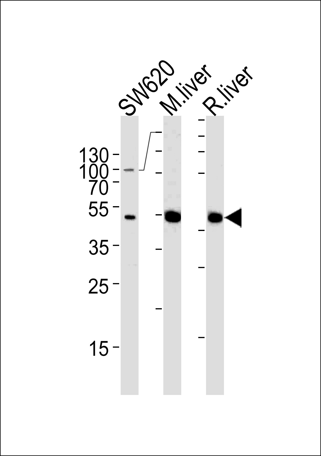 OTC Antibody