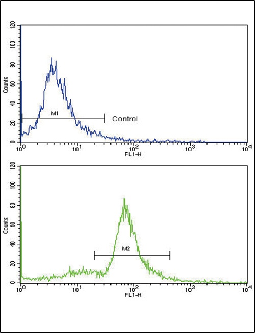 MCCC2 Antibody