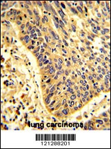 MyoGEF Antibody