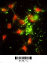 SRP72 Antibody