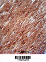 IL2 Antibody