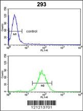 GNPAT Antibody