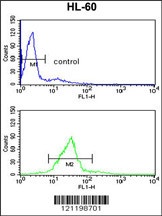 CBFB Antibody