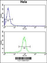 GALE Antibody