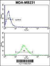 FMO3 Antibody