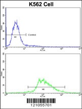 LUC7L Antibody