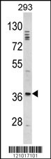 DLX2 Antibody