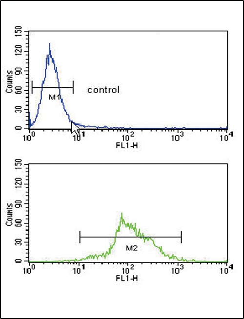 HADHA Antibody