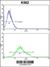 GTF2I Antibody