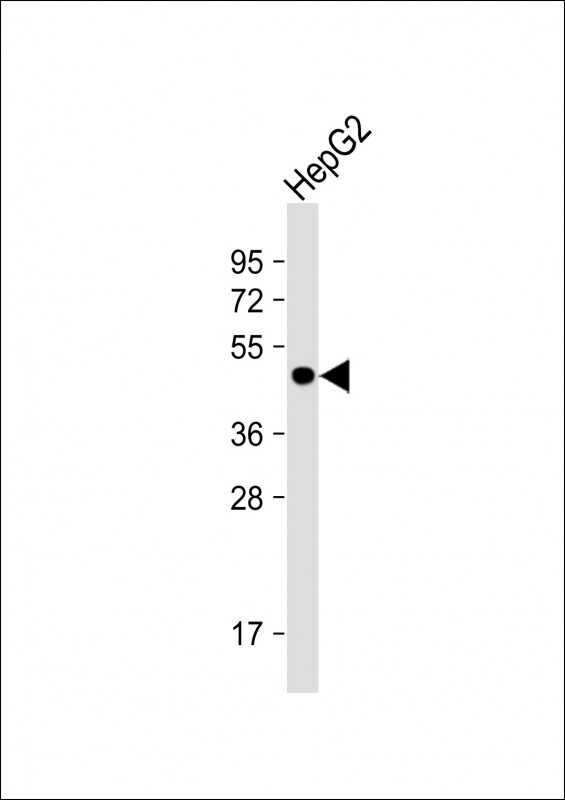 GALT Antibody