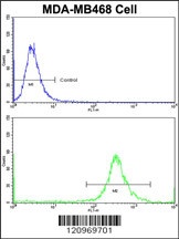 GALT Antibody